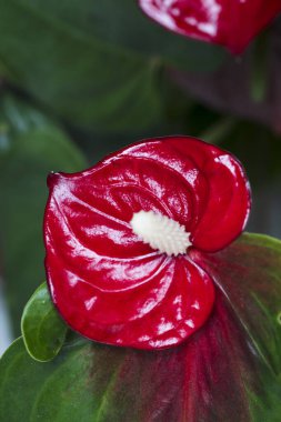 Kırmızı bir anthurium çiçeğine yakın çekim. Canlı rengini ve spadix yapısını vurguluyor..