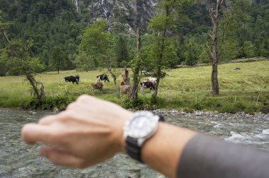 A man wearing a watch points at a group of cows grazing in a meadow  clipart