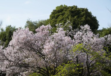 Kiraz Çiçekleri Sakura Japonya 'da Çiçek Açtı.