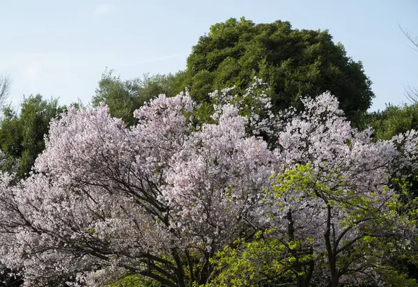 Kiraz Çiçekleri Sakura Japonya 'da Çiçek Açtı.