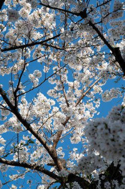 Baharda parlak mavi gökyüzüne karşı ağaç dallarını kaplayan beyaz kiraz çiçekleri. Japonya 'da Sakura.