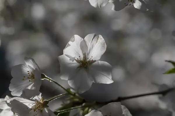 Japonya 'daki Kiraz Çiçeği Sakura Ağacı' nın Yakın Çekimi.