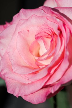 Katmanlı narin yapraklı pembe gül merkezinin detaylı makro görüntüsü