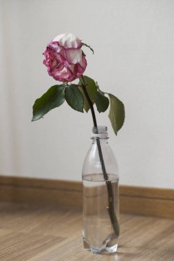 Solmuş pembe gül suyla dolu şeffaf plastik bir şişede duruyor..
