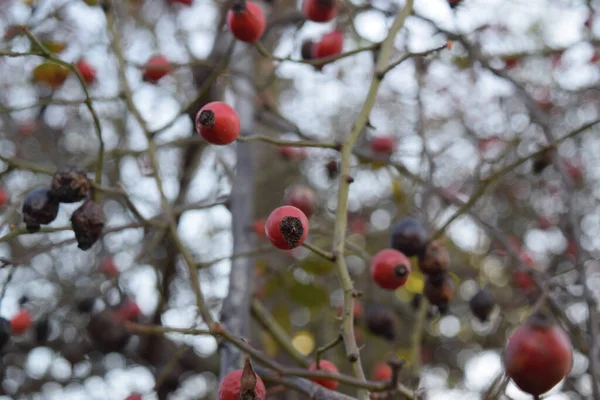 股関節を 鮮やかな赤いバラの木の枝 — ストック写真