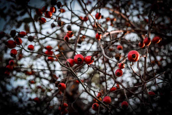 Hagebutte Zweig Mit Leuchtend Roten Hagebutten — Stockfoto