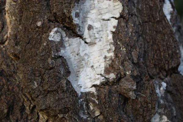 Textura Fundo Madeira Pano Fundo Casca Árvore — Fotografia de Stock