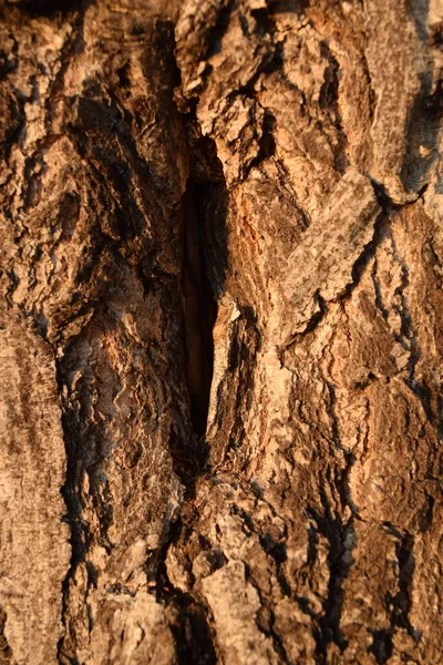 Trä Bakgrund Struktur Träd Bark Bakgrund — Stockfoto