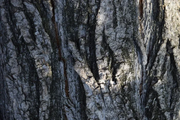Wood Background Texture Tree Bark Backdrop — Stock Photo, Image