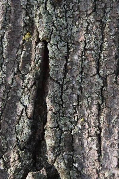 Trä Bakgrund Struktur Träd Bark Bakgrund — Stockfoto
