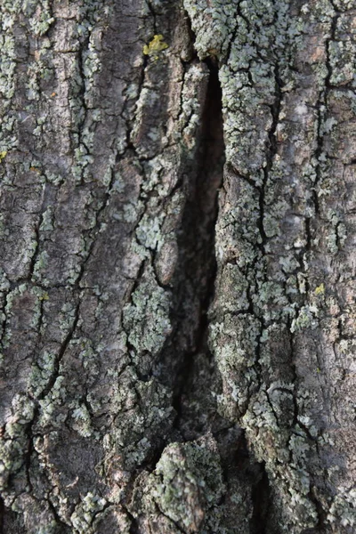 Textura Fundo Madeira Pano Fundo Casca Árvore — Fotografia de Stock