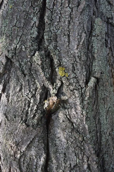 Dřevěné Pozadí Textura Strom Kůra Pozadí — Stock fotografie