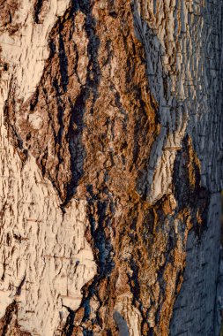 Ahşap arkaplan dokusu, ağaç kabuğu arkaplanı.