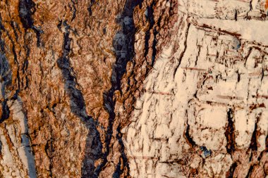 Ahşap arkaplan dokusu, ağaç kabuğu arkaplanı.