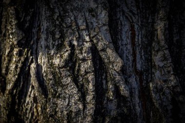 Ahşap arkaplan dokusu, ağaç kabuğu arkaplanı.