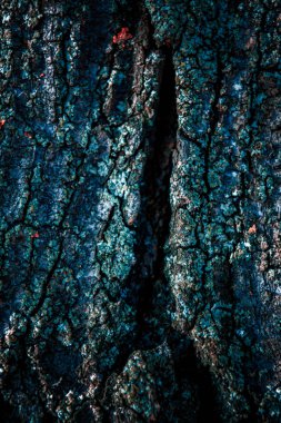 Ahşap arkaplan dokusu, ağaç kabuğu arkaplanı.