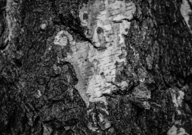 Ahşap arkaplan. Siyah ve beyaz ağaç kabuğu posteri. Ahşap zemin.