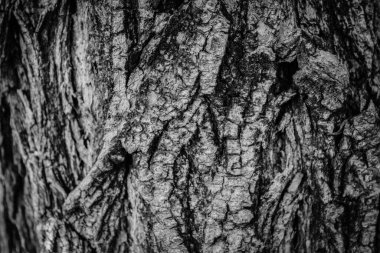 Ahşap arkaplan. Siyah ve beyaz ağaç kabuğu posteri. Ahşap zemin.