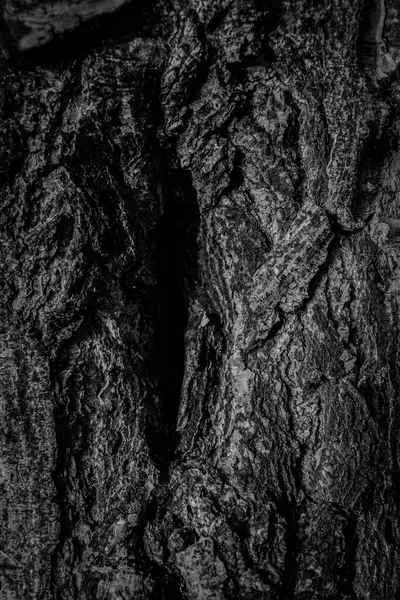 Holz Hintergrund Textur Schwarz Weißes Baumrindenposter Holzkulisse — Stockfoto