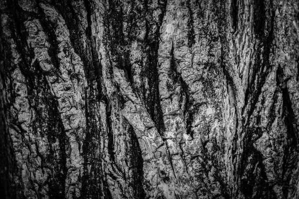 Holz Hintergrund Textur Schwarz Weißes Baumrindenposter Holzkulisse — Stockfoto