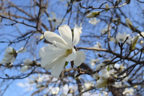 Magnolia Tree Blossom Blue Sky Background — Stock Photo, Image
