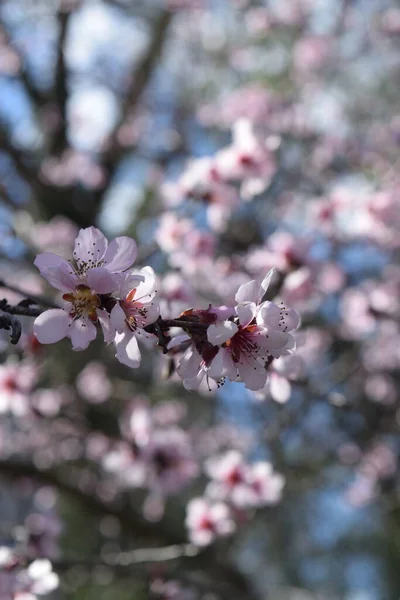 Třešňové Květy Městský Park — Stock fotografie