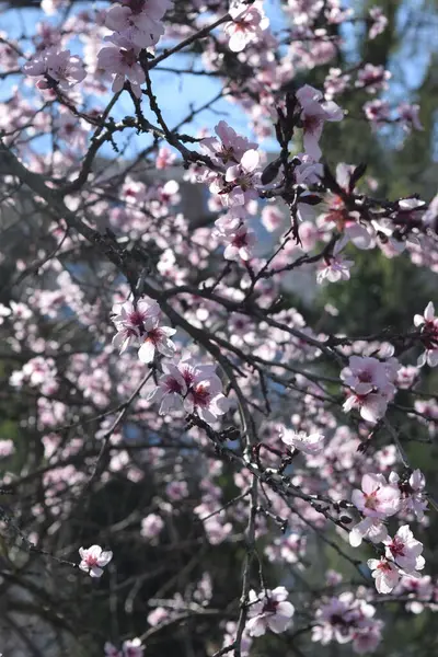Kwiaty Wiśni Park Miejski — Zdjęcie stockowe