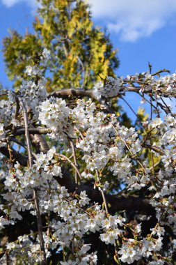 Kiraz çiçekleri, şehir parkı. 