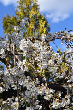 Kiraz çiçekleri, şehir parkı. 