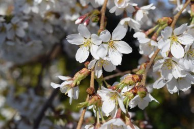 Kiraz çiçekleri, şehir parkı. 