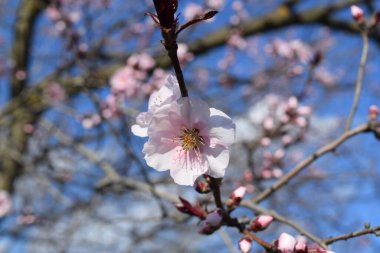 Kiraz çiçekleri, şehir parkı. 