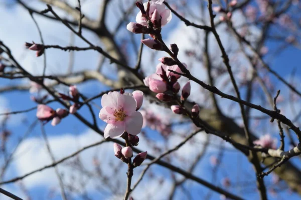 Cherry Blossoms City Park — Stock Photo, Image
