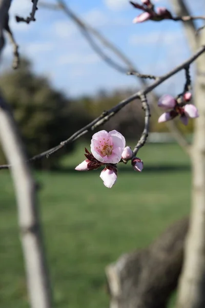 Cherry Blossoms City Park — Stock Photo, Image