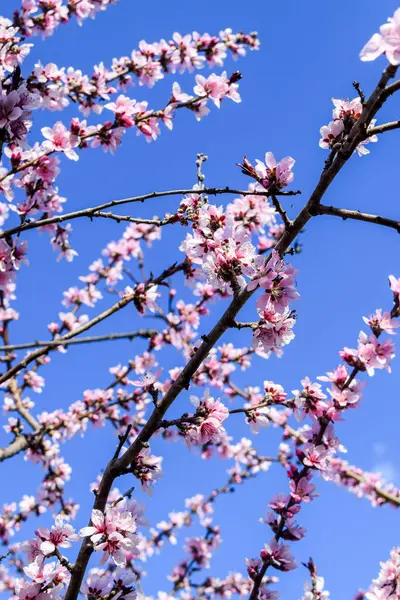 Паркова Досконалість Приголомшливе Цвітіння Дерева Повному Блумі — стокове фото