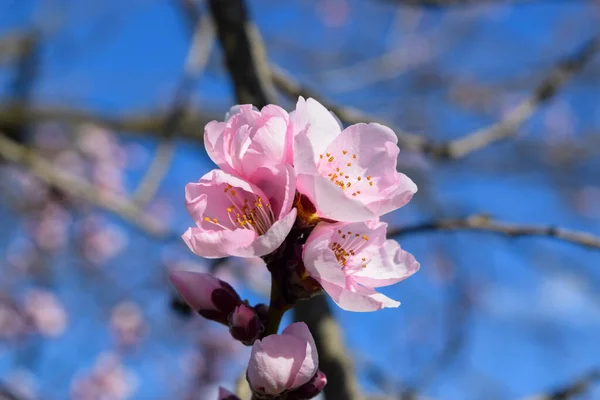 Perfección Del Parque Árbol Flor Impresionante Plena Floración —  Fotos de Stock