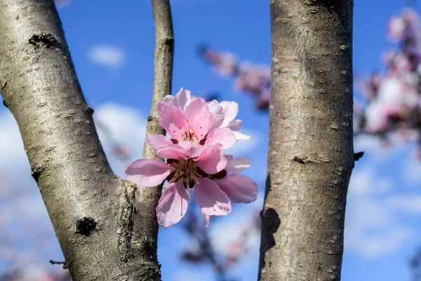 Совершенство Парка Потрясающее Цветущее Дерево Полном Расцвете — стоковое фото