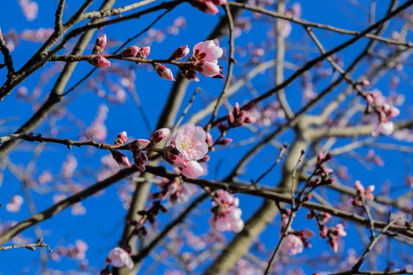 Park Perfection Uma Árvore Flores Deslumbrante Plena Floração — Fotografia de Stock