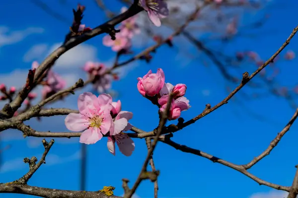 Park Perfection Uma Árvore Flores Deslumbrante Plena Floração — Fotografia de Stock