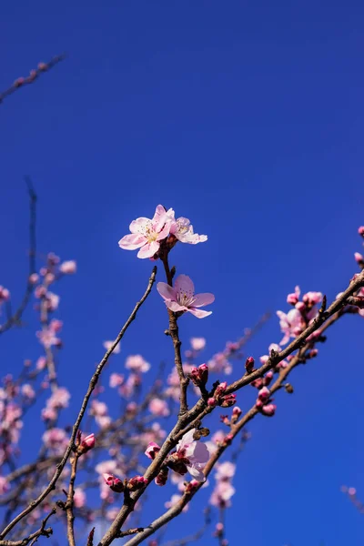 Паркова Досконалість Приголомшливе Цвітіння Дерева Повному Блумі — стокове фото