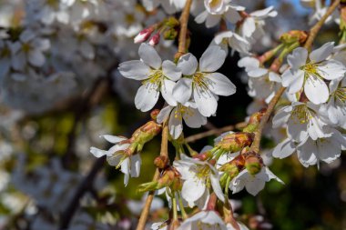 Kiraz çiçekleri, şehir parkı. 