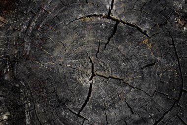 Ağaç gövdesi. Odun dilimli siyah beyaz desen