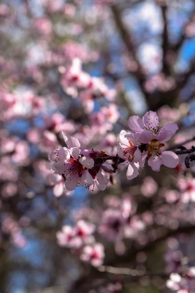 春天里 粉色樱桃树枝条在蓝天上绽放 — 图库照片