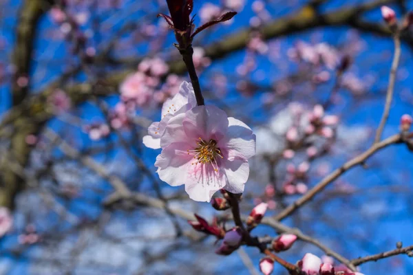 Весной Над Голубым Небом Ветка Цветущей Вишни — стоковое фото