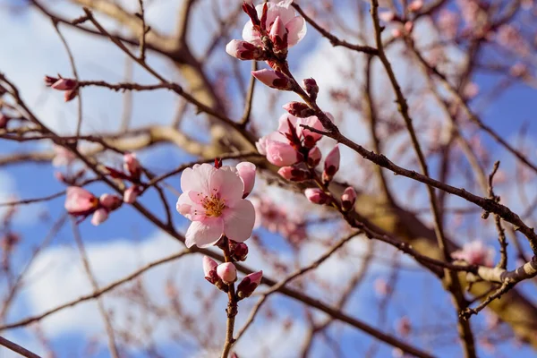 Růžové Třešňové Květy Strom Větev Jaře Přes Modré Nebe — Stock fotografie