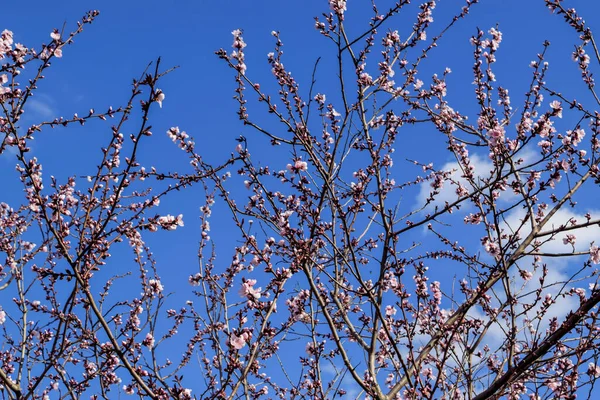 Pembe kiraz çiçekleri dalları İlkbaharda mavi gökyüzünde
