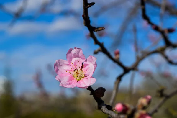 Весной Над Голубым Небом Ветка Цветущей Вишни — стоковое фото