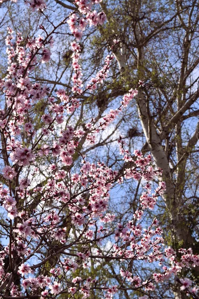 春天里 粉色樱桃树枝条在蓝天上绽放 — 图库照片