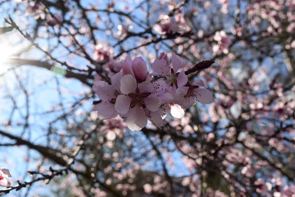 Różowe Kwiaty Wiśni Gałąź Drzewa Wiosną Nad Błękitnym Niebem — Zdjęcie stockowe