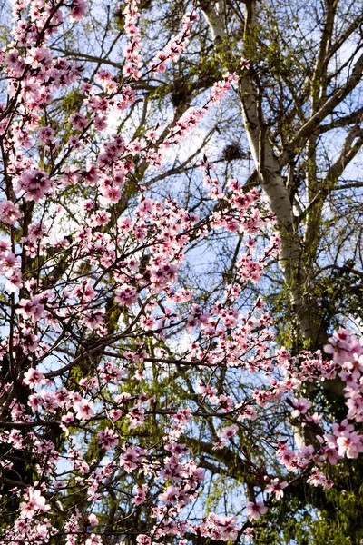 Różowe Kwiaty Wiśni Gałąź Drzewa Wiosną Nad Błękitnym Niebem — Zdjęcie stockowe