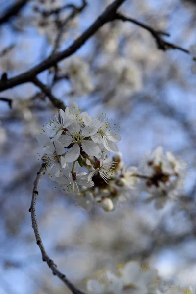 Fleurs Cerisier Parc Ville — Photo